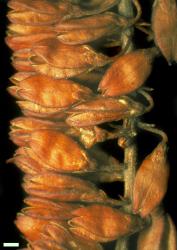 Veronica traversii. Portion of infructescence. Scale = 1 mm.
 Image: W.M. Malcolm © Te Papa CC-BY-NC 3.0 NZ
